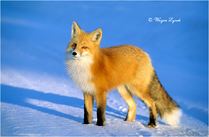 Red Fox by Dr. Wayne Lynch &copy;